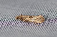 Morophaga choragella