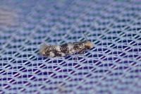 Infurcitinea