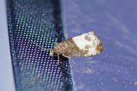 Notocelia cynosbatella