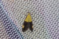 Oecophora bractella