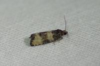 Piniphila bifasciana
