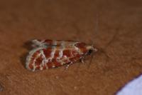 Rhyacionia pinicolana