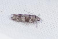 Exoteleia dodecella