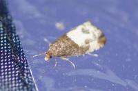 Notocelia cynosbatella