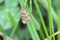 Celypha rivulana
