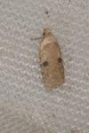 Agonopterix propinquella