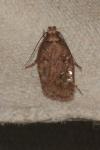 Depressaria albipunctella