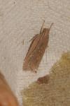Helcystogramma triannulella