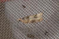 Crocidosema plebejana