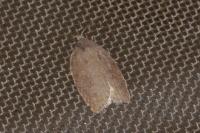 Acleris sparsana