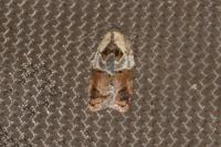 Acleris variegana