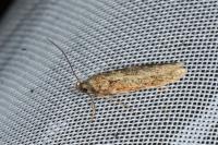 Gelechia sororculella