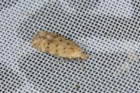 Pseudotelphusa paripunctella