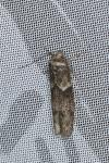 Blastobasis glandulella