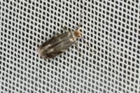 Bucculatrix cidarella