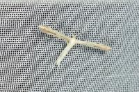 Adaina microdactyla