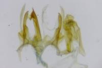 Gelechia sororculella