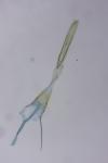Nemapogon agenjoi