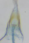 Nemapogon agenjoi