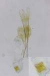 Pseudotelphusa paripunctella