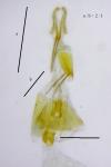 Eucosma hohenwartiana