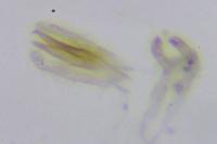 Bucculatrix cidarella