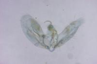 Adaina microdactyla