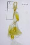 Eucosma hohenwartiana