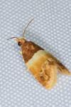 Epinotia festivana