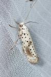 Yponomeuta irrorella