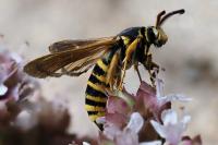 Paranthrene tabaniformis synagriformis