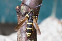 Paranthrene tabaniformis