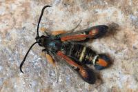 Pyropteron chrysidiforme