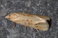 Cochylimorpha meridiana