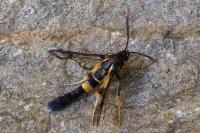 Synanthedon mesiaeformis