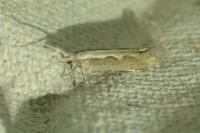 Plutella xylostella