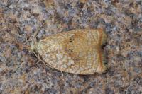 Acleris forsskaleana