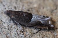 Ancylis sparulana