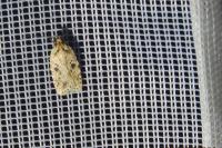 Agonopterix arenella