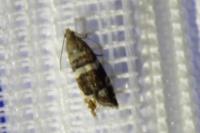 Epinotia