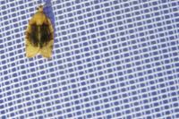 Pandemis cerasana