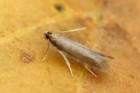 Coptotriche angusticollella