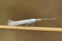 Coleophora anatipennella