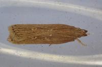 Helcystogramma triannulella