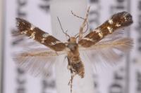 Vulcaniella grabowiella