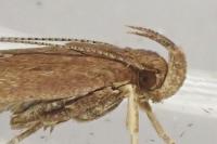 Helcystogramma triannulella