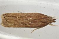 Helcystogramma triannulella