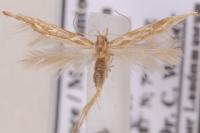 Pyroderces argyrogrammos