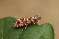 Rhyacionia pinivorana