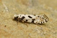 Nemapogon nevadellus